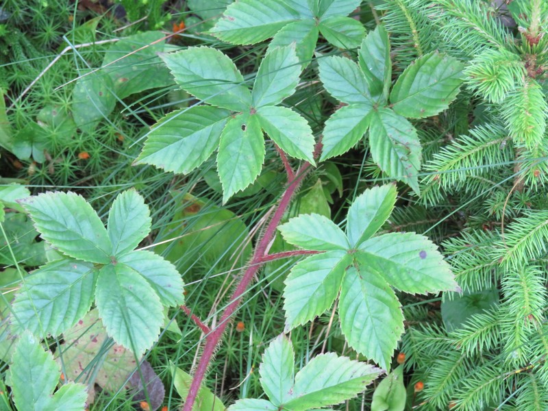 Domeshape Dewberry photo 8
