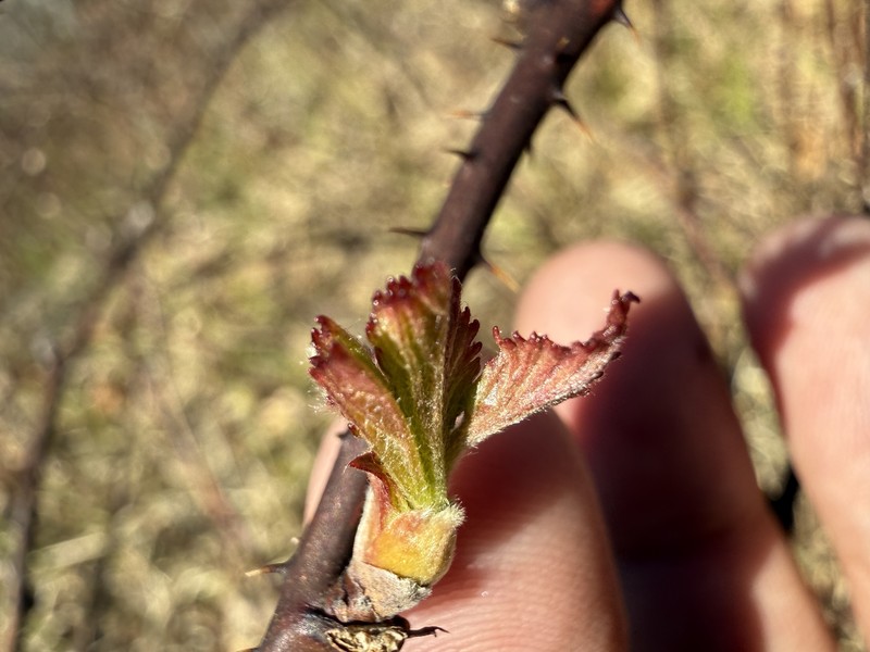 Wisconsin Blackberry