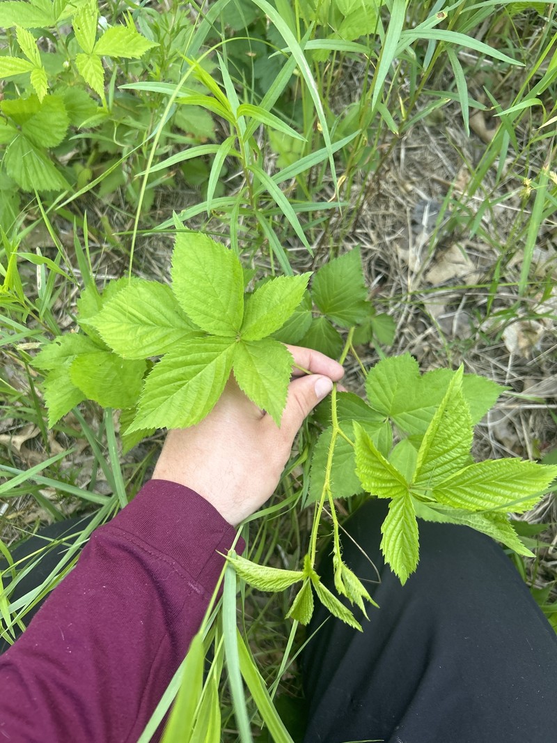 Wisconsin Blackberry photo 2