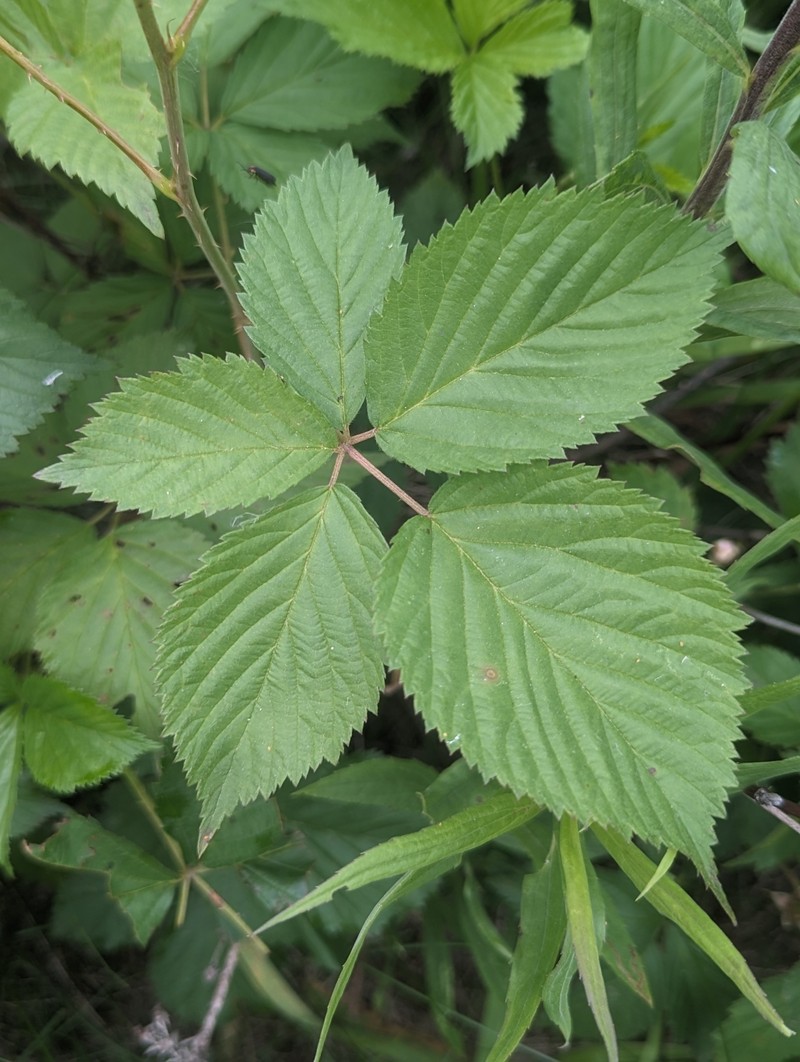 Wisconsin Blackberry photo 3