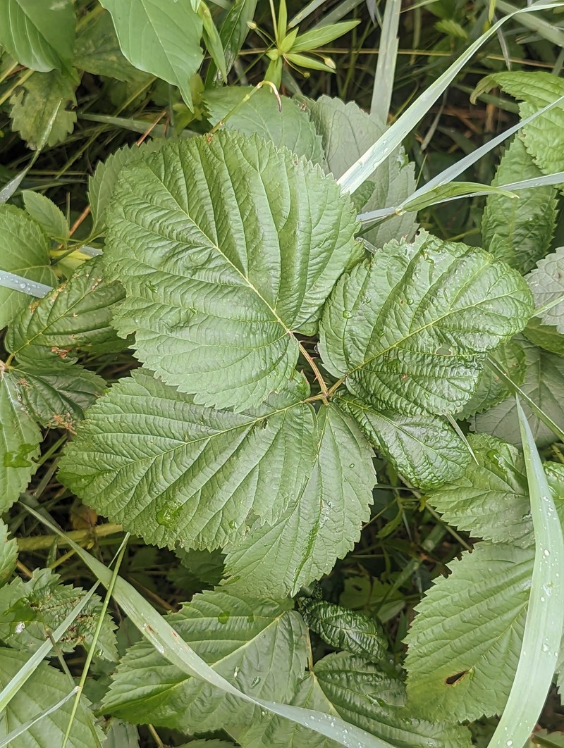 Wisconsin Blackberry photo 4