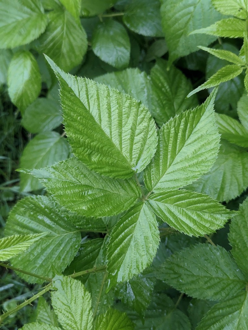 Wisconsin Blackberry photo 5