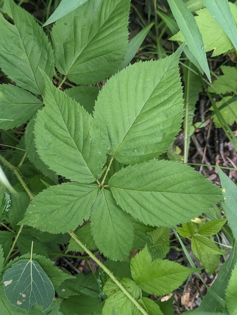 Wisconsin Blackberry photo 6