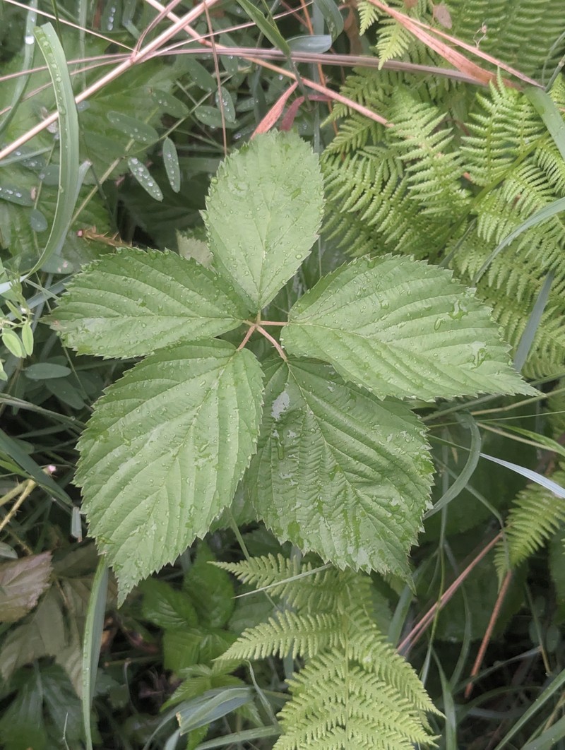Wisconsin Blackberry photo 7
