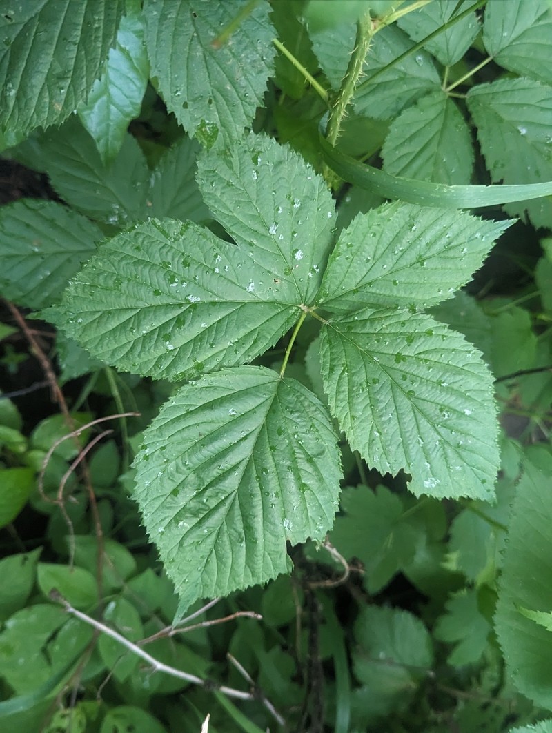 Wisconsin Blackberry photo 8