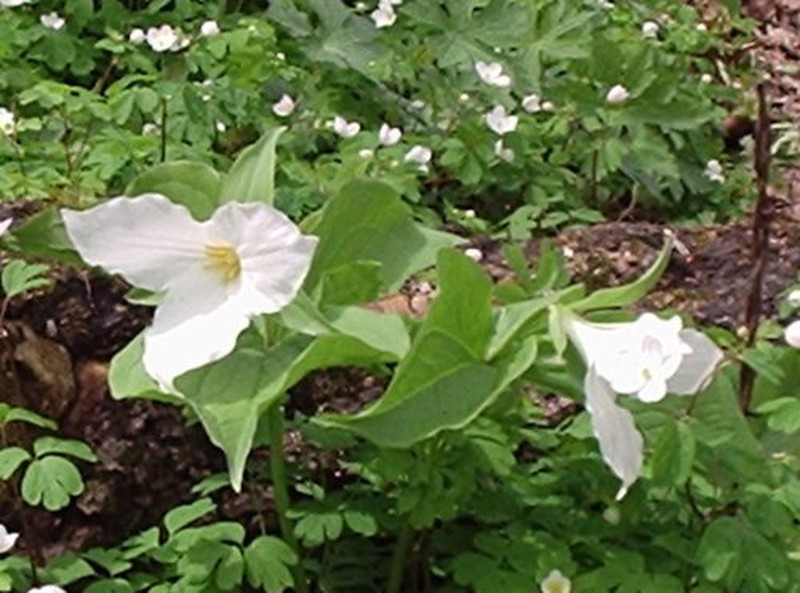 Garden Dewberry