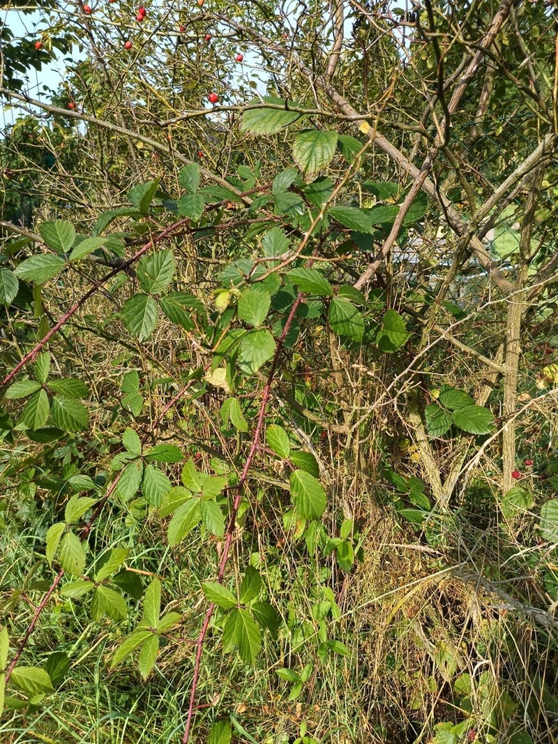 Rubus acanthodes