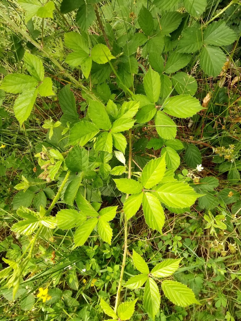Rubus acanthodes photo 2