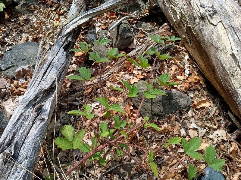 Rubus acanthodes photo 3