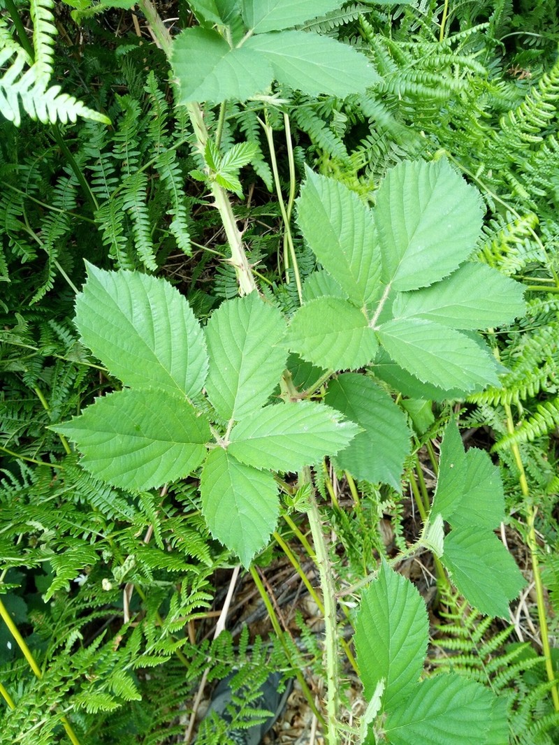 Rubus acanthodes photo 4