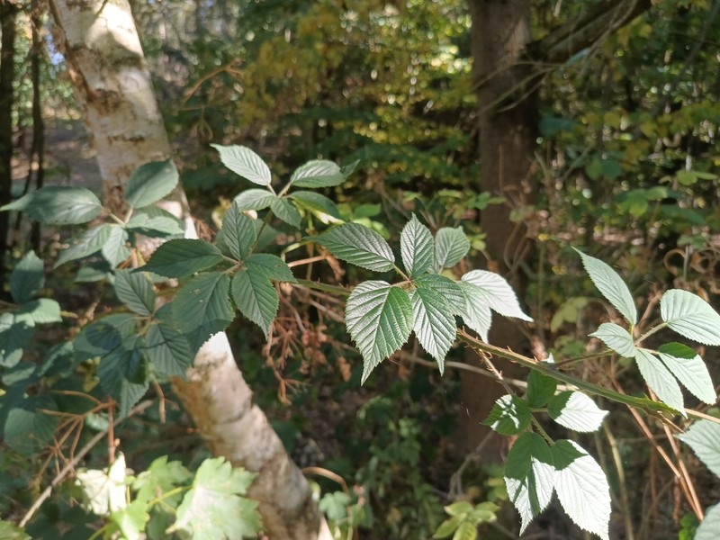 Rubus acanthodes photo 5