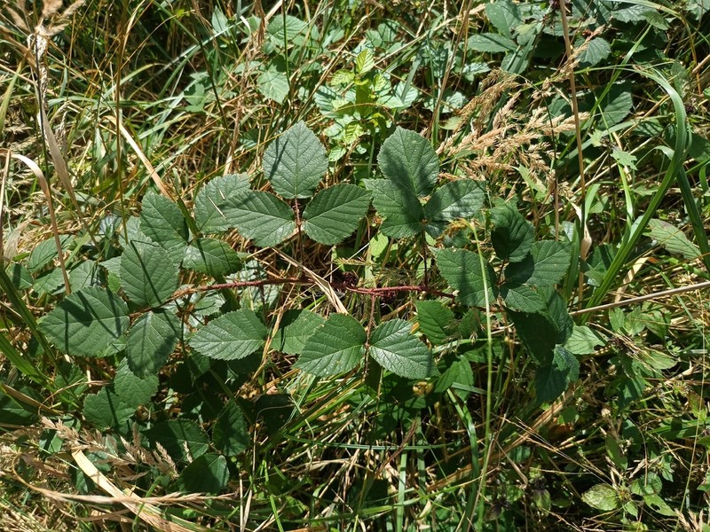 Rubus acanthodes photo 6