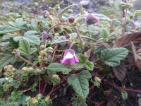 Rubus acanthophyllos