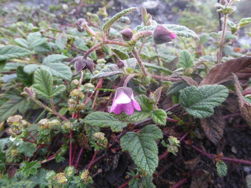 Rubus acanthophyllos