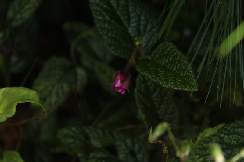 Rubus acanthophyllos photo 2