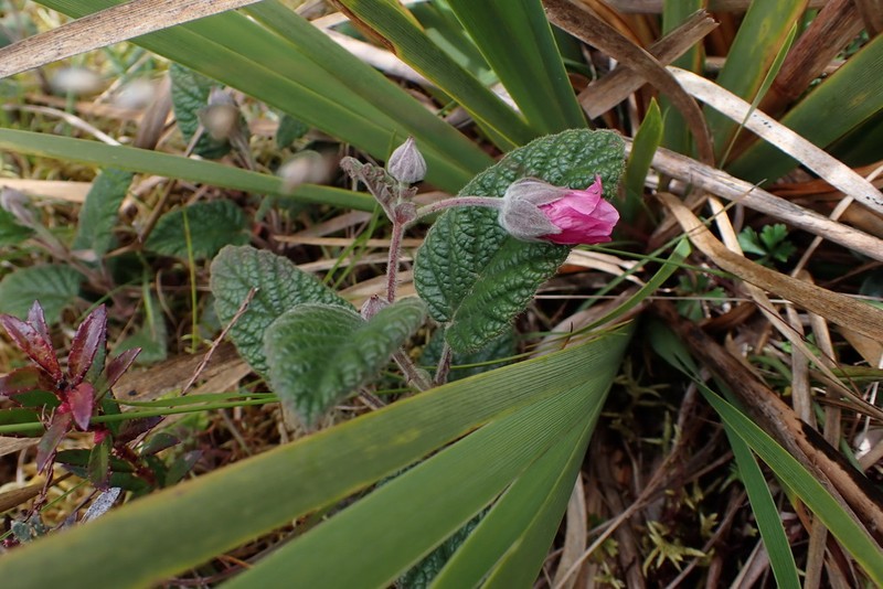 Rubus acanthophyllos photo 3