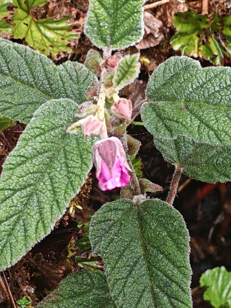 Rubus acanthophyllos photo 4
