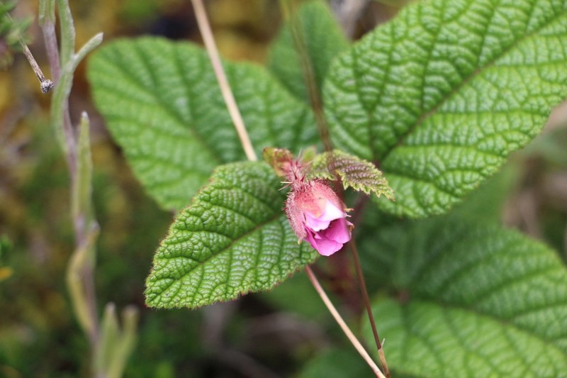 Rubus acanthophyllos photo 5