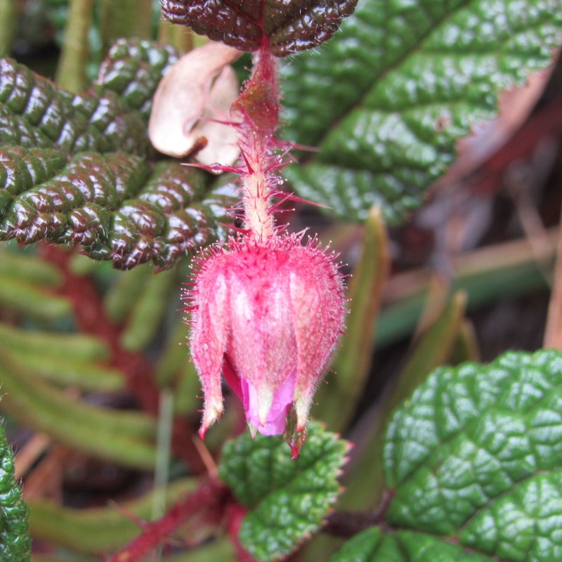 Rubus acanthophyllos photo 6