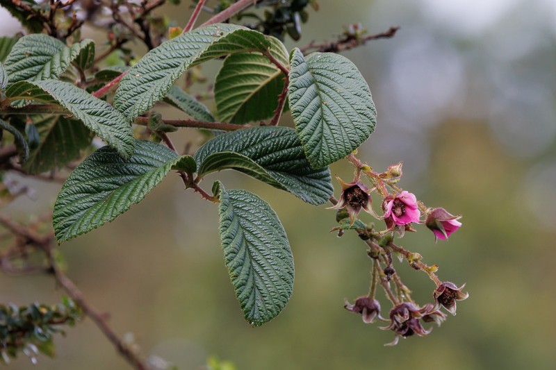 Rubus acanthophyllos photo 7