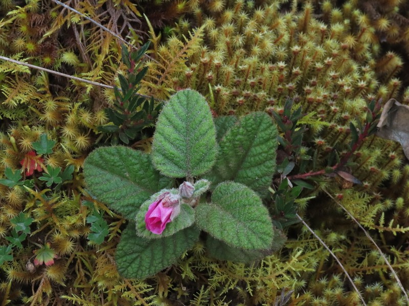 Rubus acanthophyllos photo 8