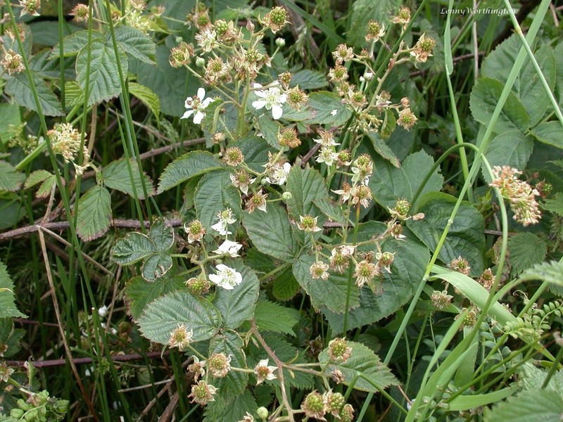 Rubus accrescens