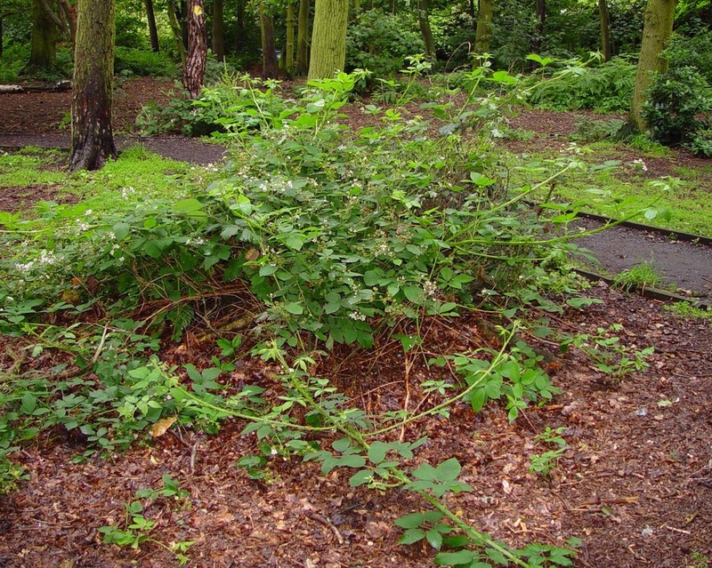 Rubus accrescens photo 2