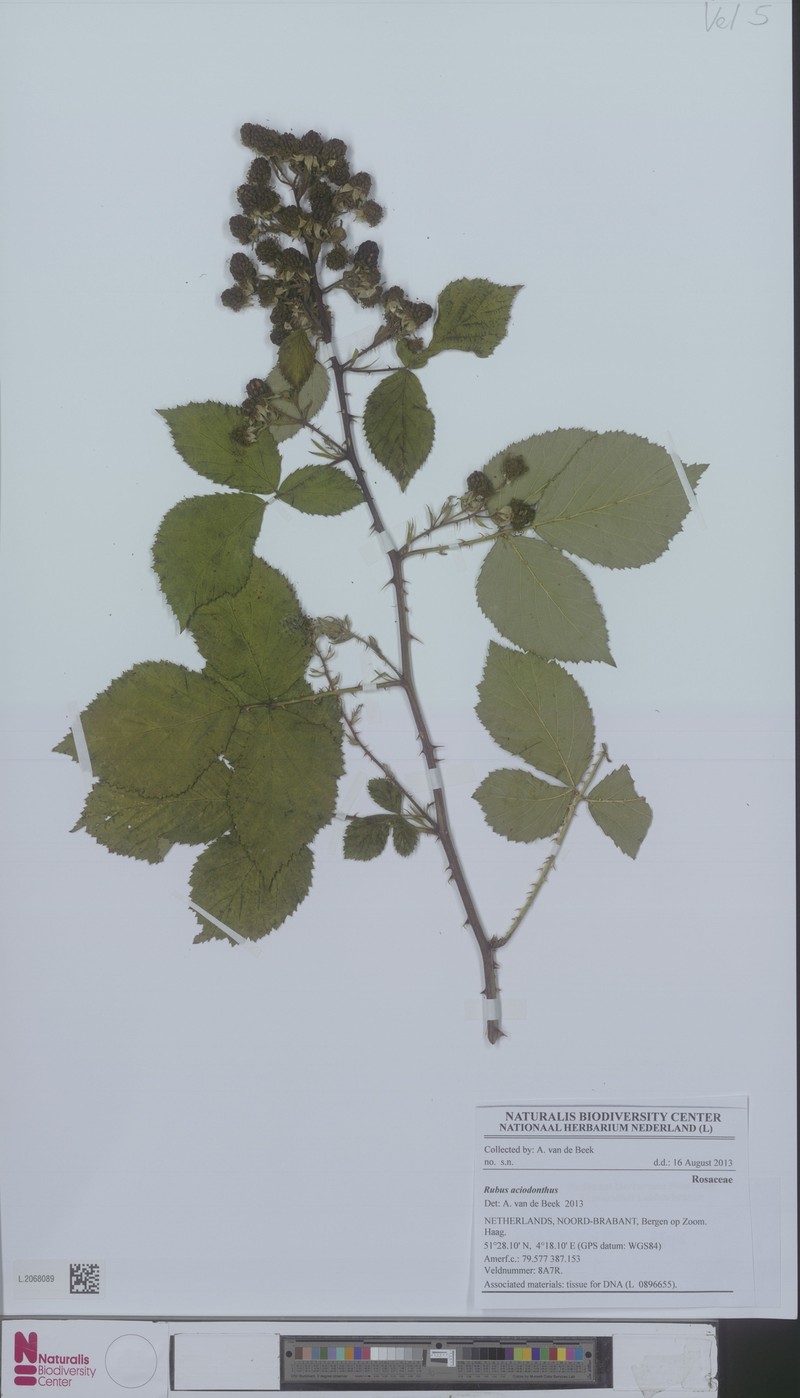 Rubus aciodontus