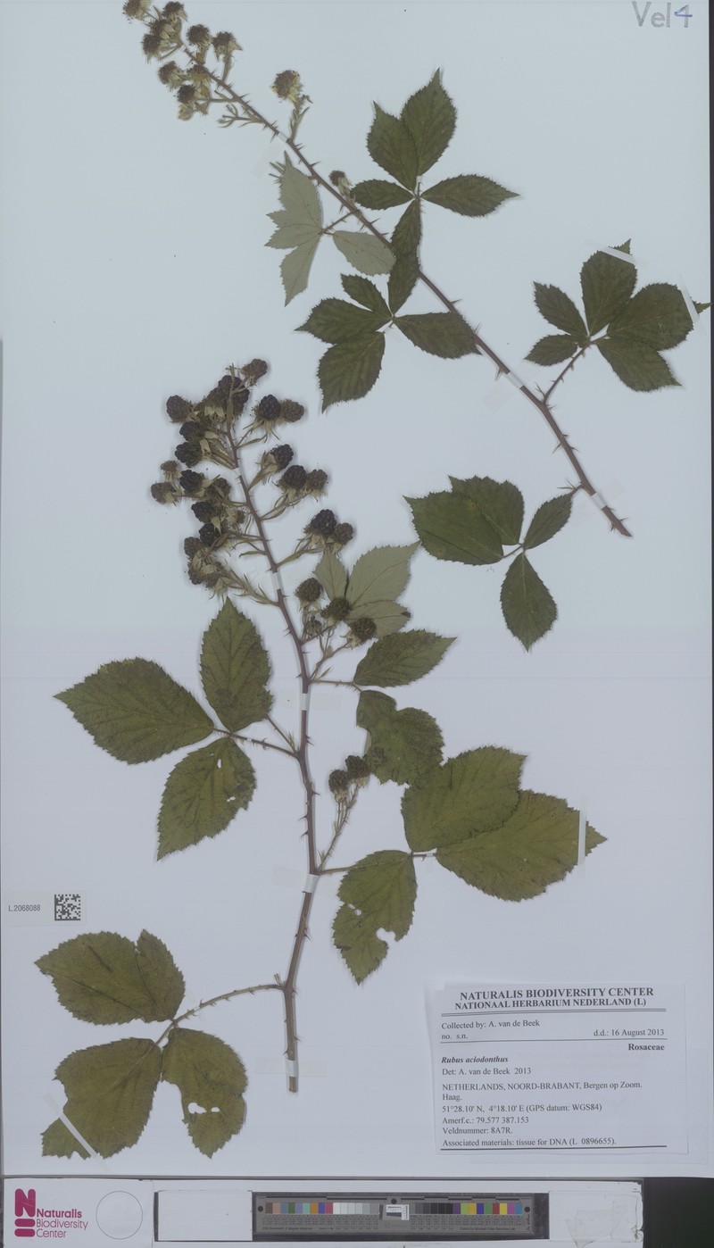 Rubus aciodontus photo 2