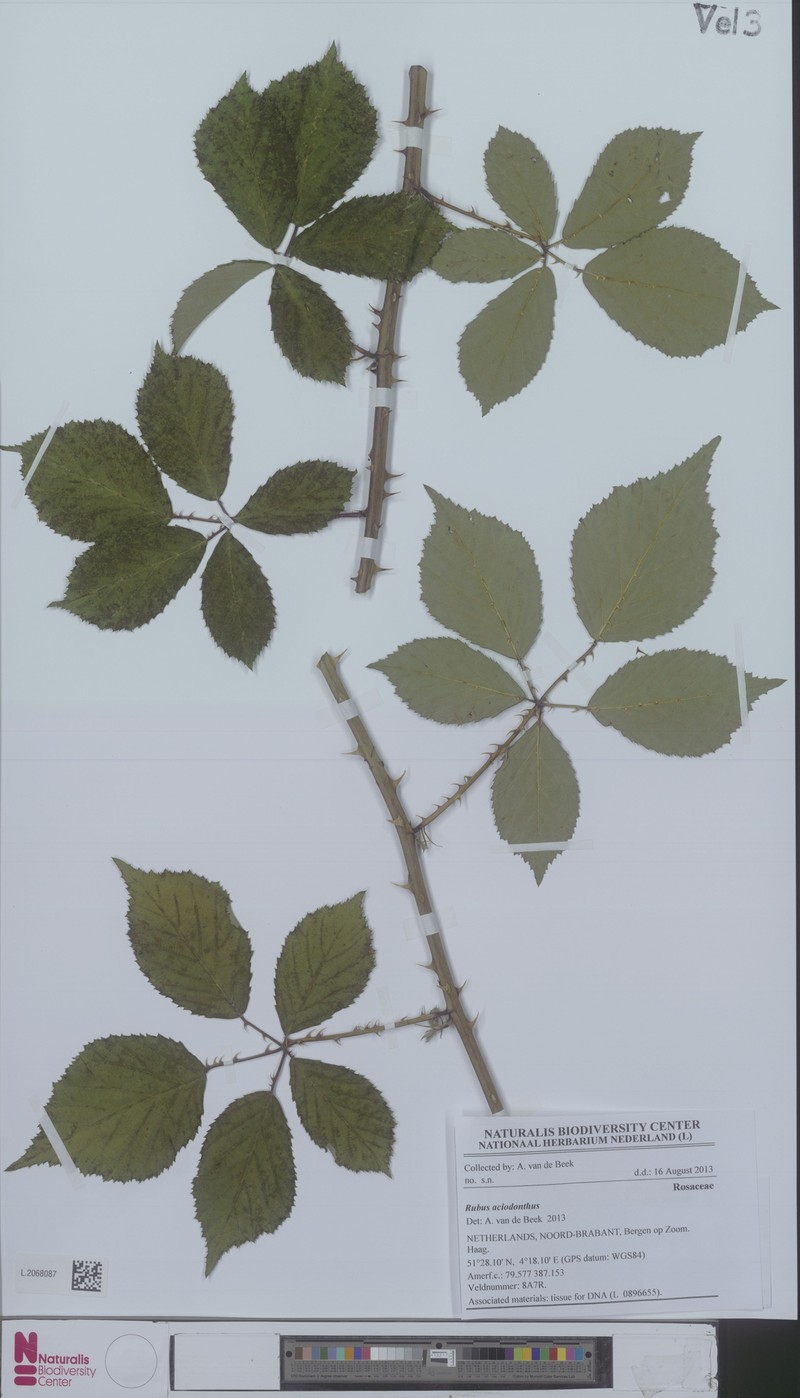Rubus aciodontus photo 3