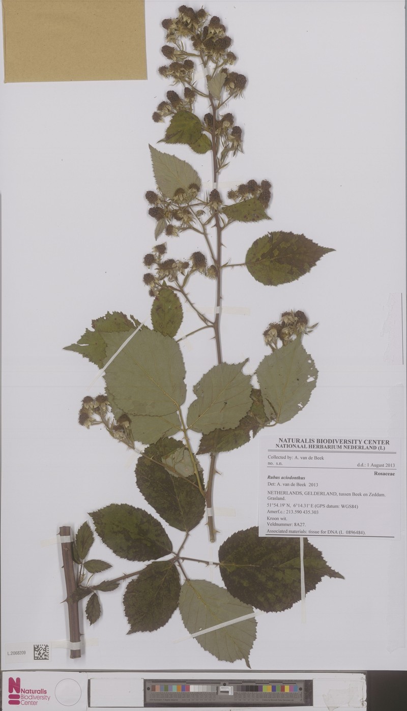 Rubus aciodontus photo 4