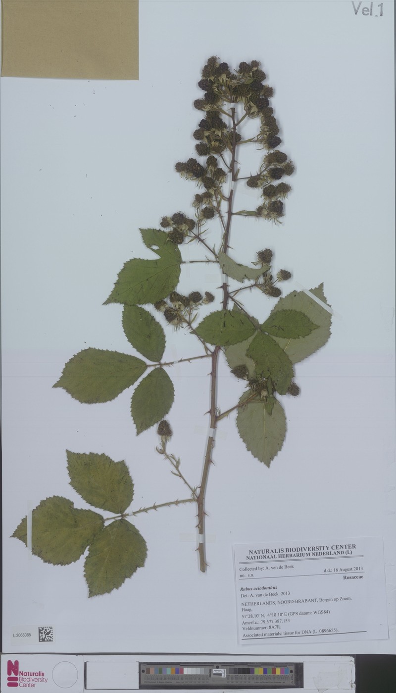 Rubus aciodontus photo 5