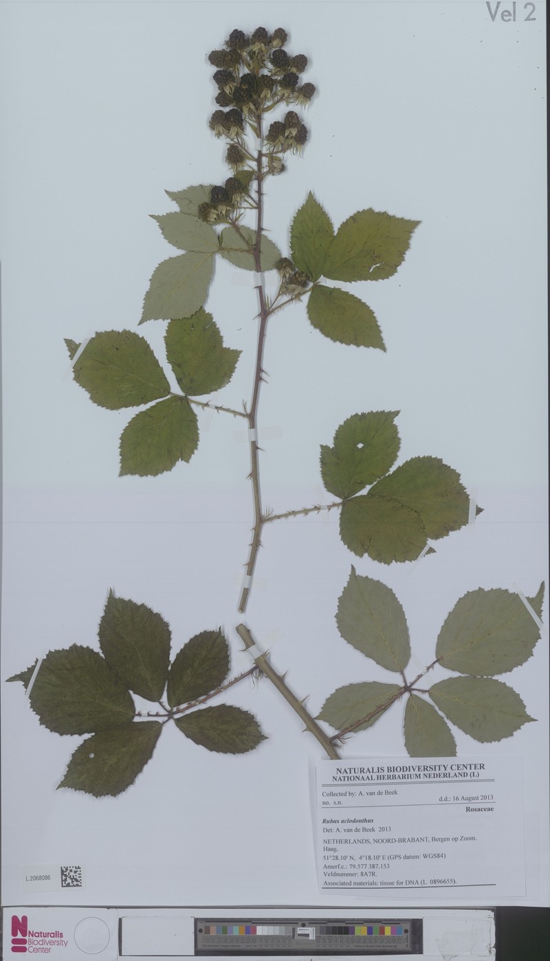 Rubus aciodontus photo 6