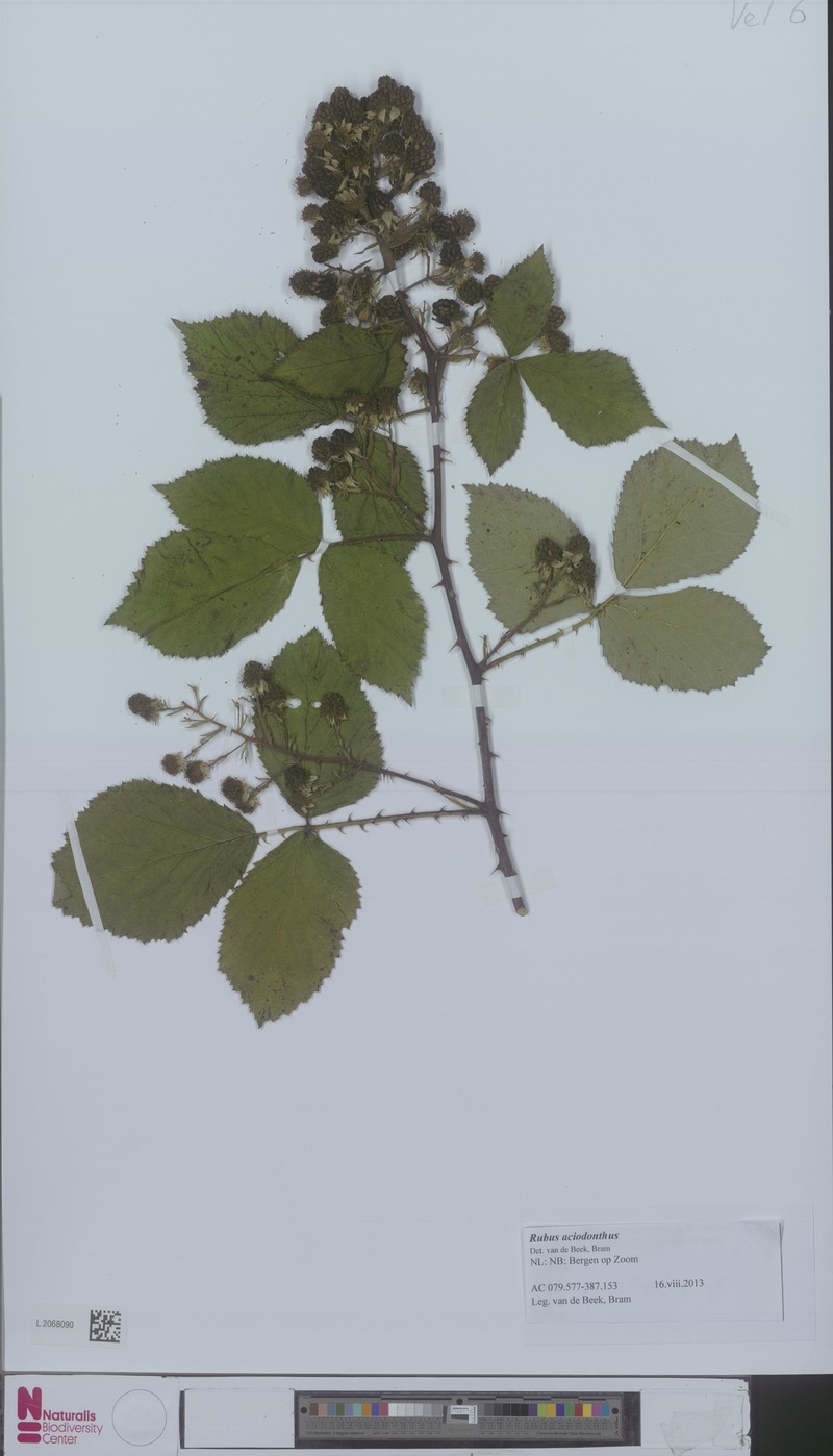 Rubus aciodontus photo 7
