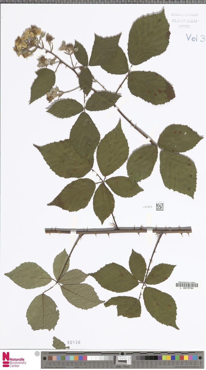 Rubus aciodontus photo 8