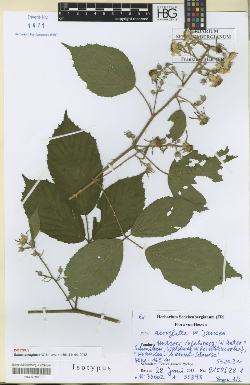 Rubus acroglotta