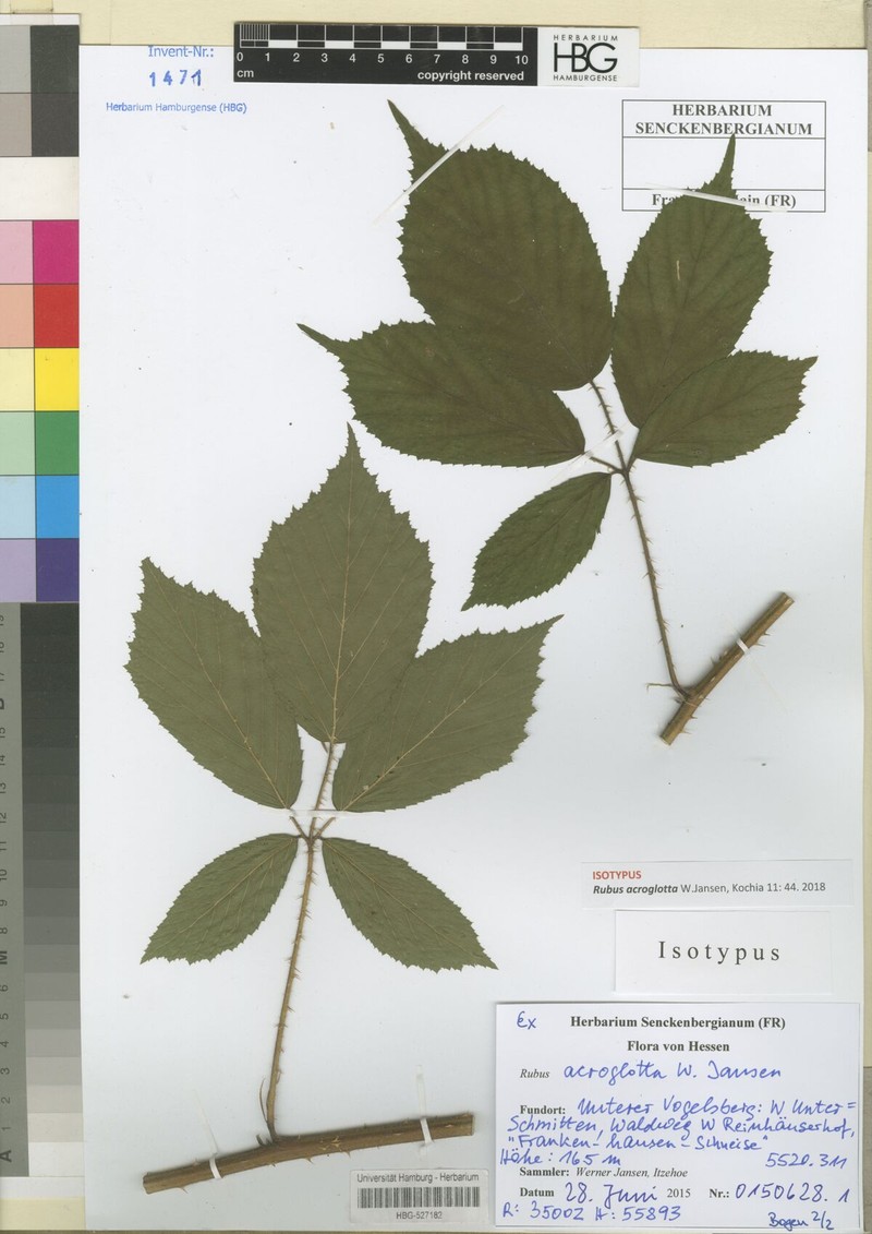 Rubus acroglotta photo 2