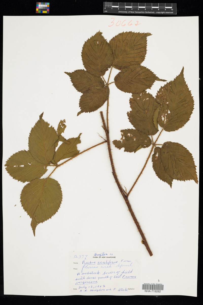 Thorny Dewberry