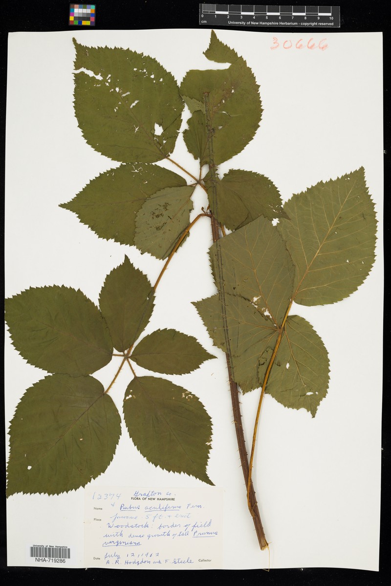 Thorny Dewberry photo 2