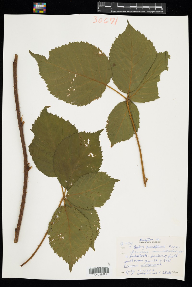 Thorny Dewberry photo 3