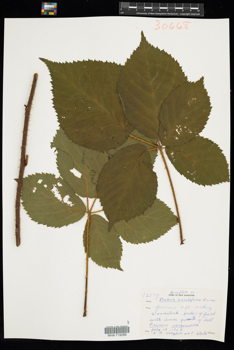 Thorny Dewberry photo 4