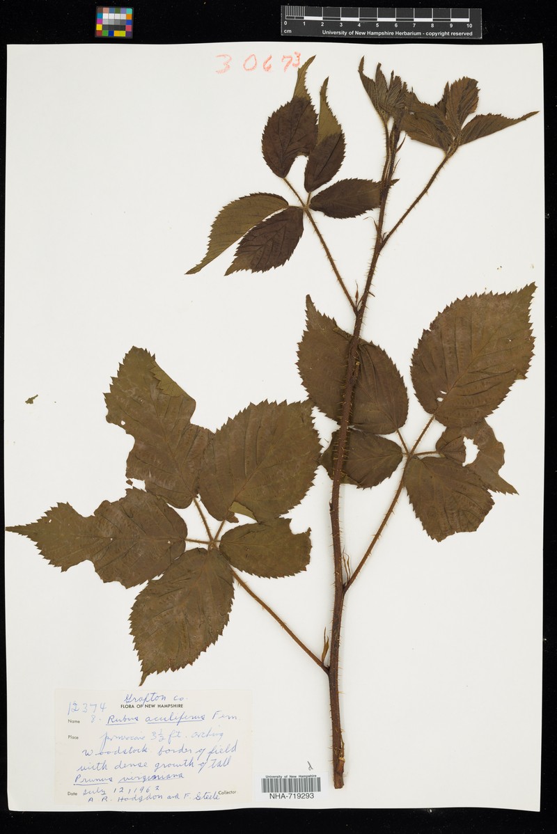 Thorny Dewberry photo 5