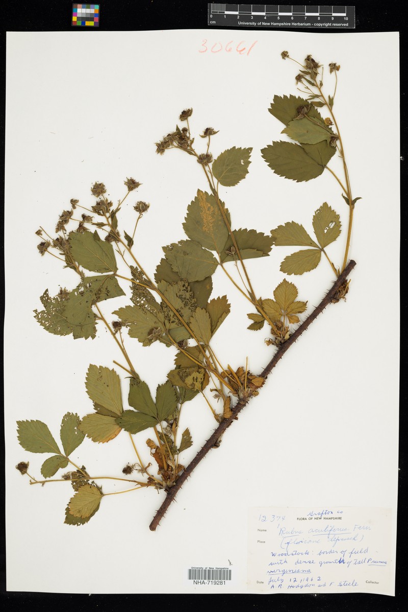 Thorny Dewberry photo 6