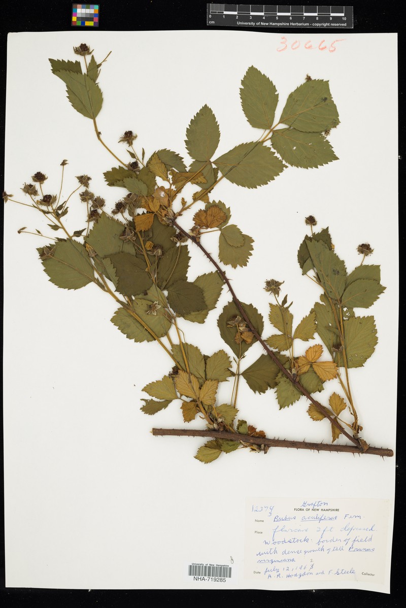 Thorny Dewberry photo 7