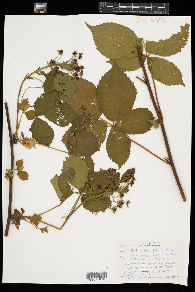 Thorny Dewberry photo 8
