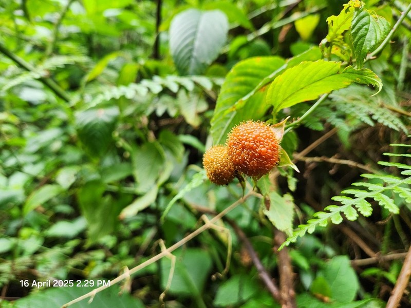 Rubus acuminatissimus