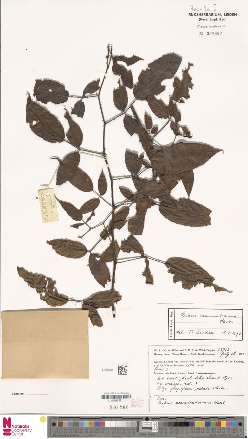 Rubus acuminatissimus photo 2