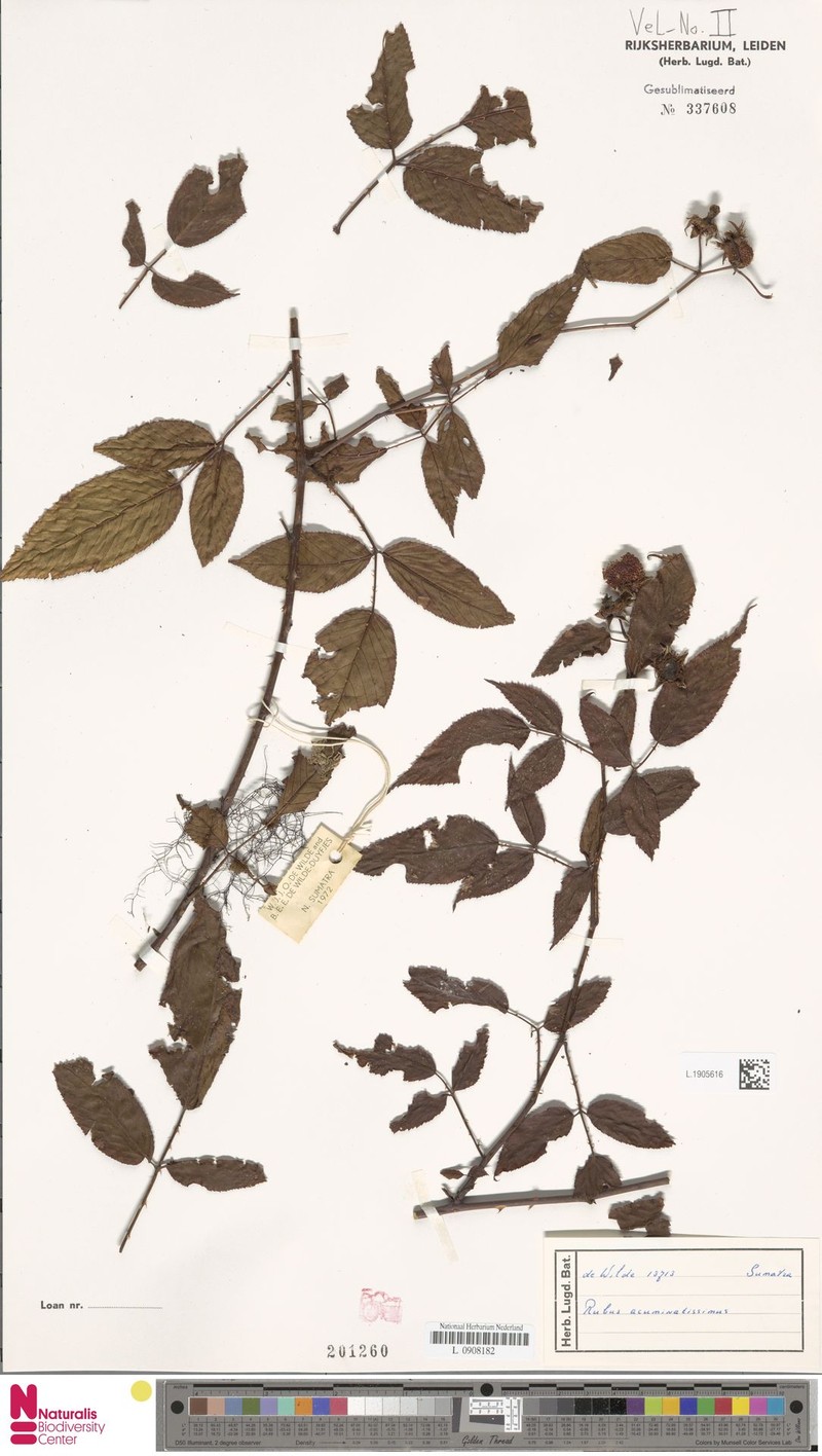 Rubus acuminatissimus photo 3