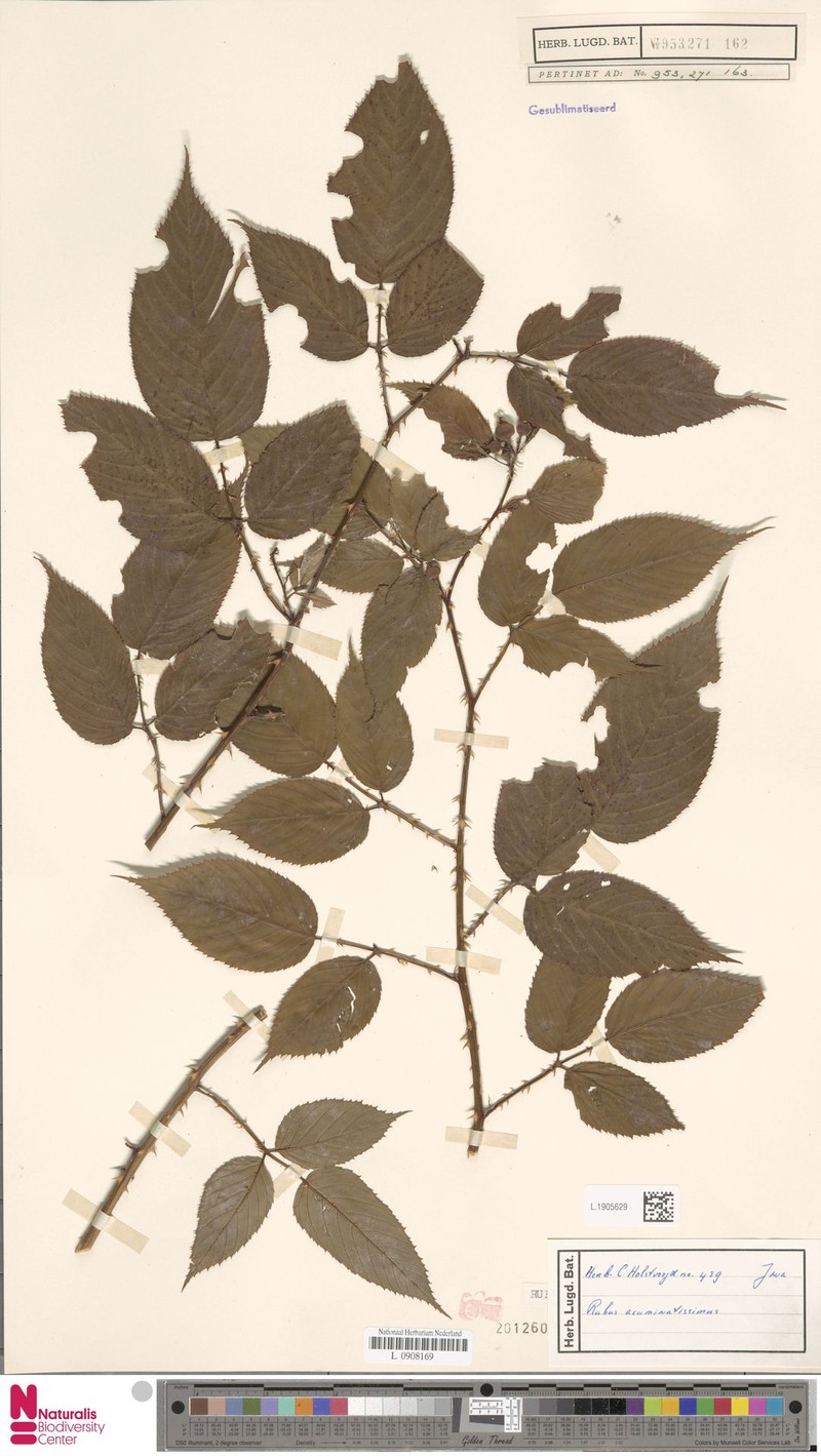 Rubus acuminatissimus photo 4