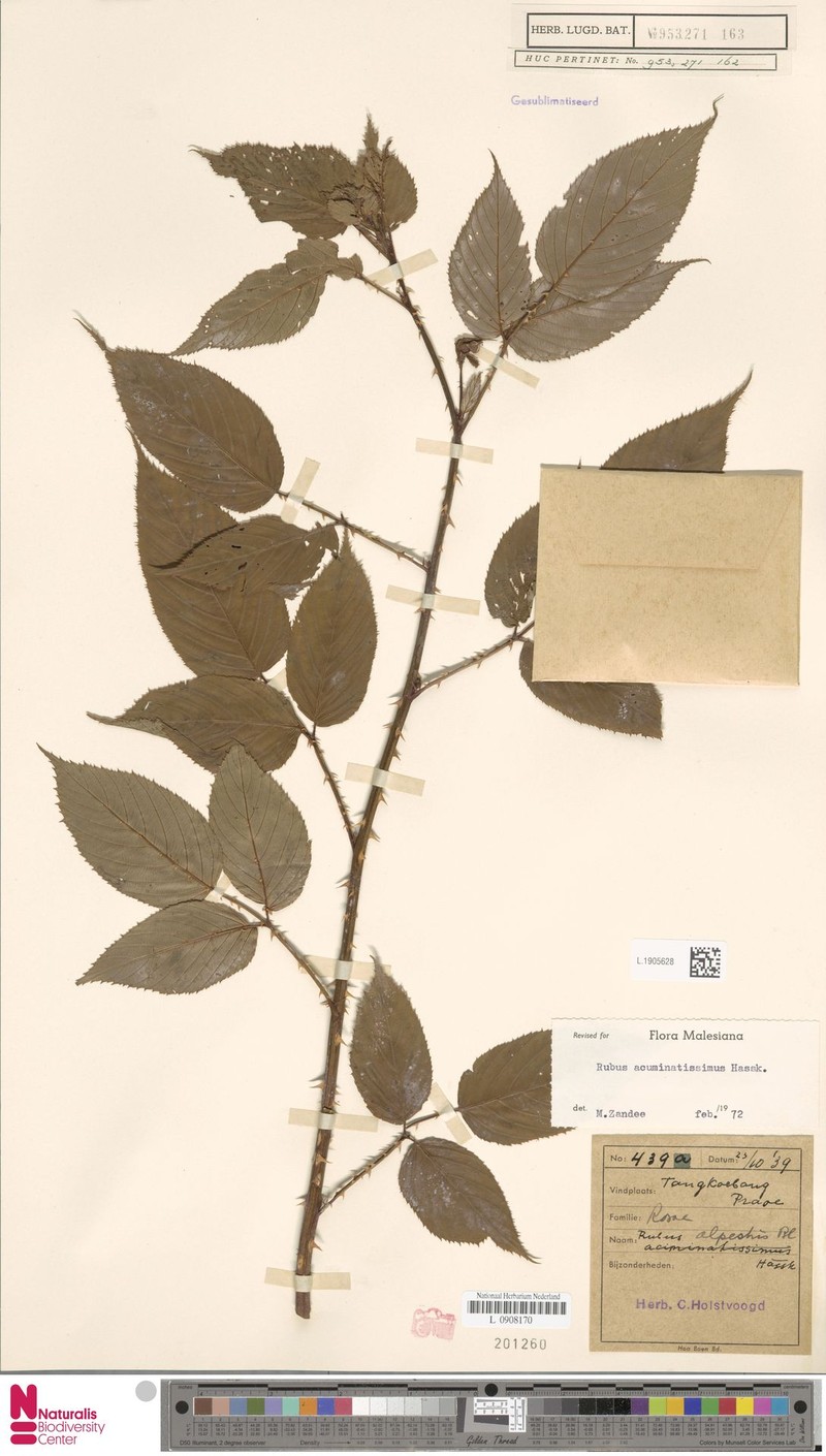 Rubus acuminatissimus photo 5